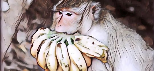 Mungkin Kamu Bakal Terkejut, Ternyata Pisang Bisa Jadi Racun Kalau Dikonsumsi dalam 5 Kondisi Ini!