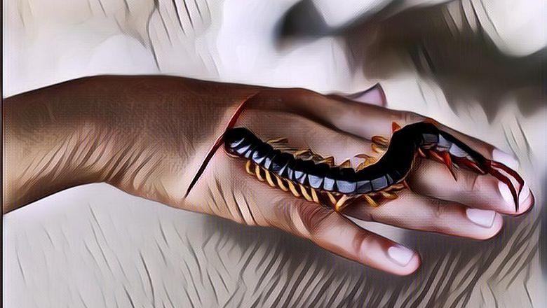 Terungkap! Ini 3 Alasan Dilarang Membunuh Kelabang Yang Masuk Ke Dalam Rumah