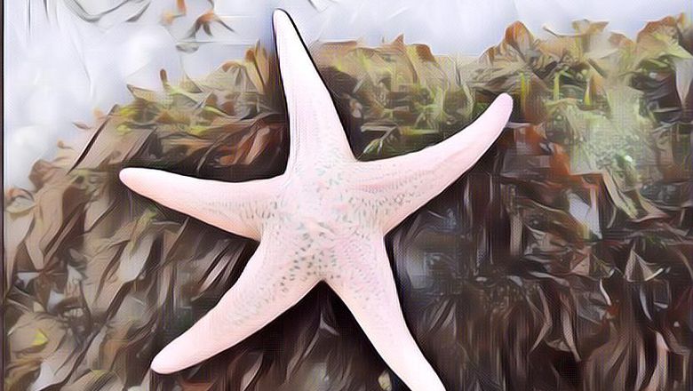 Apa Cuma Ini Hewan-Hewan yang Geraknya Paling Lambat di Dunia?