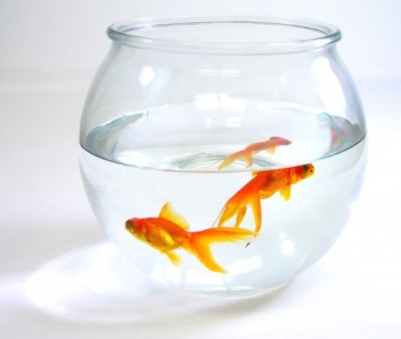 5. Hewan peliharaan kalian bertingkah aneh (?)