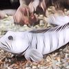 Jenis Ikan Predator Air Tawar, Justru Lebih Ganas Saat Malam Hari