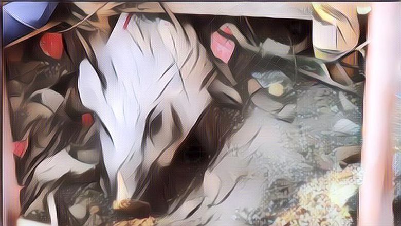 Begini Pandangan Muhammadiyah Soal Babi Ngepet yang Hoax di Depok