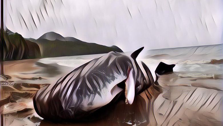 Ternyata Sepenting Itu! Tanpa Paus, Nasib Bumi Akan Berakhir Mengerikan