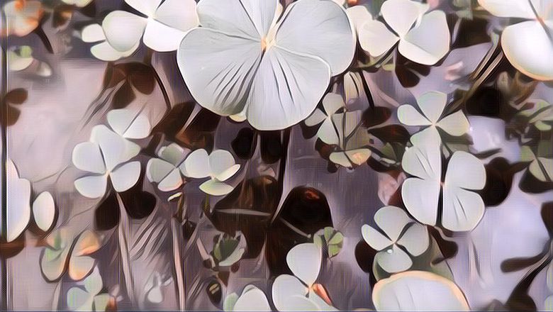 Masih Dianggap Asing, Ternyata Ini 6 Manfaat Daun Semanggi bagi Kesehatan