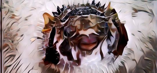 Satu Keluarga Tewas Makan Ikan Buntal, Gini Fakta Ikan yang Beracun