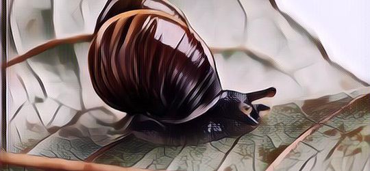 Cerita Tragis Siput Sebatang Kara