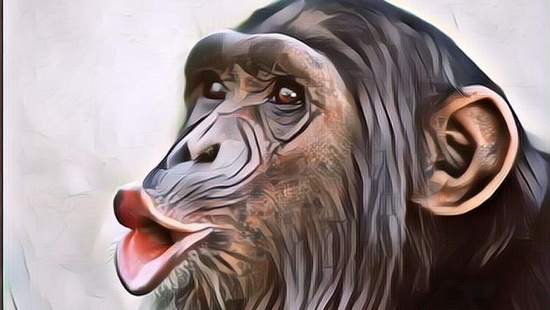 Dibilang Memiliki Kemiripan DNA Hampir 100% dengan Manusia, Berikut Fakta Unik tentang Simpanse