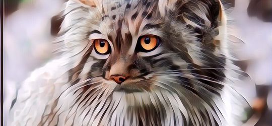 Bulunya Lebat dan Menggemaskan, Ini 4 Fakta Menarik Kucing Pallas