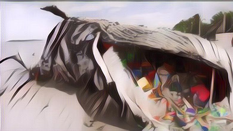 Paus Di Wakatobi Telan Sampah Hingga 5,9 Kg