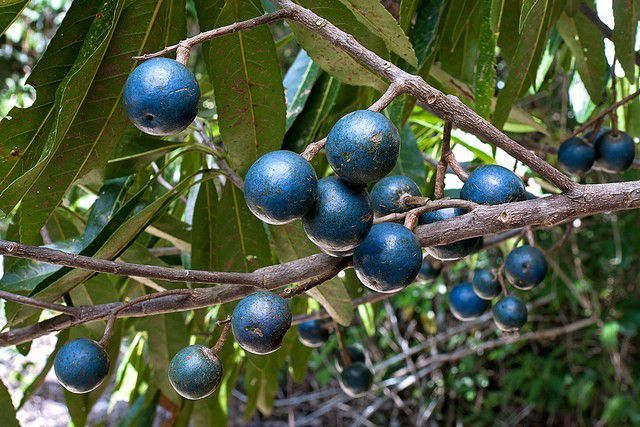 5. Blue Marble Fruit