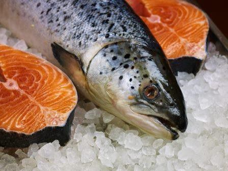 Ikan salmon 