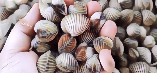 Pria Ini Menyuci Kerang Pakai Mesin Cuci, Akui Bisa Lebih Bersih