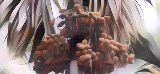 Manfaat Buah Pinang Termasuk Untuk Vitalitas Kaum Pria