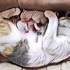 Hal-Hal yang Perlu Dipersiapkan dan Lakukan Sebelum Kucing Lahiran