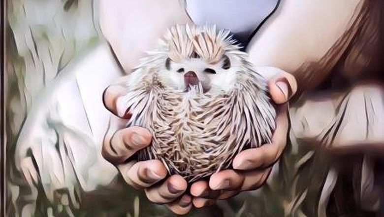 Siapa Bilang Hewan-hewan Ini Cuma Lucu dan Menggemaskan? Mereka Bisa Berbahaya dan Mematikan Juga Loh!