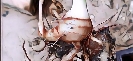 Manfaat Kunir Putih Melawan Racun Ular