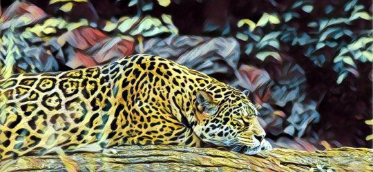 Tampil Beda dengan Tren Motif 'Leopard'