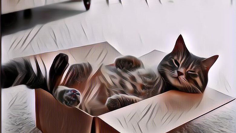 Terkuak Sudah! Ini Dia Alasan Kenapa Kucing Suka Banget Sama Box