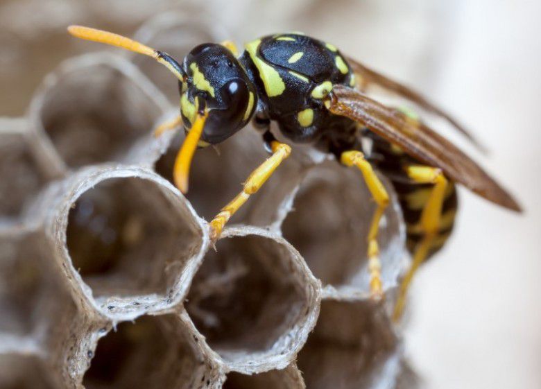 3. Paper wasp