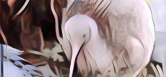 Sudah Tahu Kiwi? Bukan Buah Melainkan Burung yang Tak Bisa Terbang