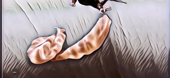 Mengenal Acar Laut, Hewan Lentur yang Serbu Lepas Pantai AS