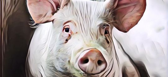 Viral Penampakan Diduga Babi Ngepet Masuk Rumah, Uang Rp6 Juta Milik Warga di Aceh Raib