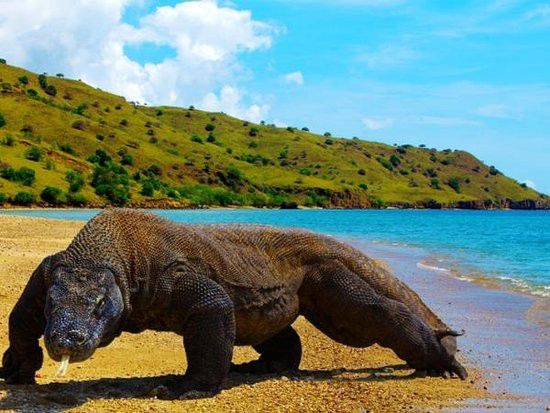 2.  Peneliti mencoba memindahkan komodo ke daerah lain atau pulau lain. Tapi akhirnya mereka kembali ke daerah asalnya sendiri.