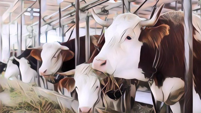 Alasan Kenapa Kamu Perlu Kurangi Konsumsi Sapi: Salah Satu Penyebab Utama Pemanasan Global!