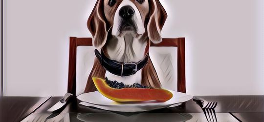 Manfaat Pepaya Buat Anjing Kesayangan, Aman Kok