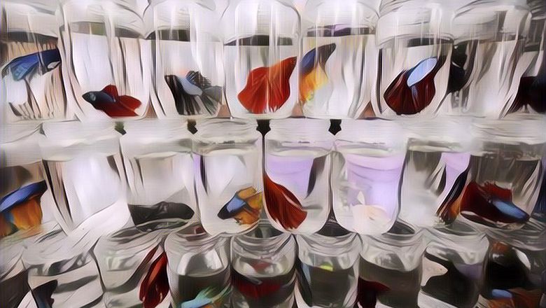 Pecinta Ikan Cupang Merapat! Berikut Ini 7 Jenis Ikan Cupang Sultan Seharga Ratusan Ribu Hingga Puluhan Jutaan