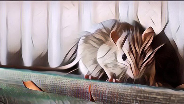 Dijamin Tikus Langsung Pergi Menggunakan Beberapa Tanaman Ini