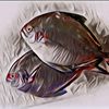 Nggak Nyangka Banget! Ternyata Ini 9 Manfaat Ikan Bawal untuk Kesehatan