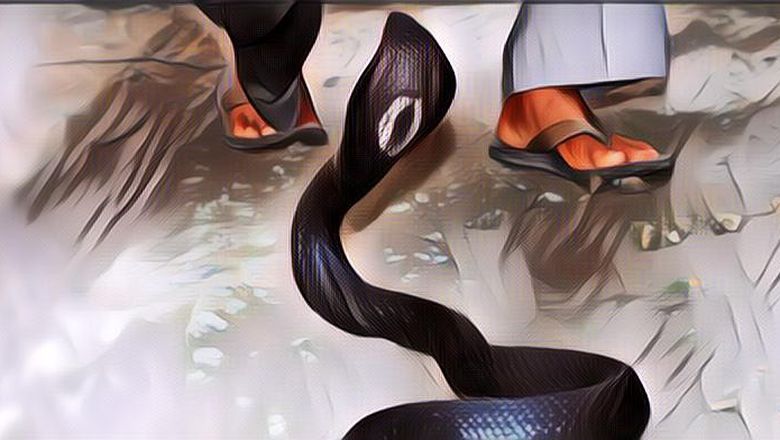 Jangan Panik! Ini yang Harus Kamu Lakukan Ketika Bertemu Ular Berbisa