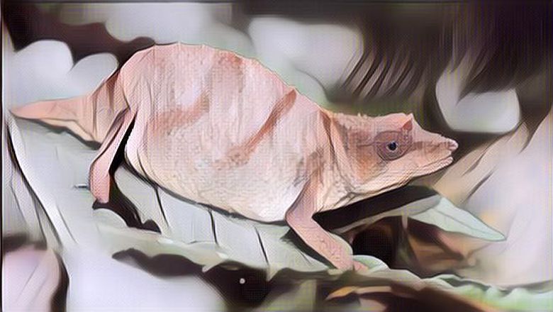 Bunglon Kerdil yang Paling Langka Ditemukan, Dikhawatirkan Akan Segera Punah