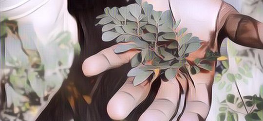 Murah dan Bergizi! Ini Dia Sejuta Manfaat Daun Kelor untuk Kesehatan