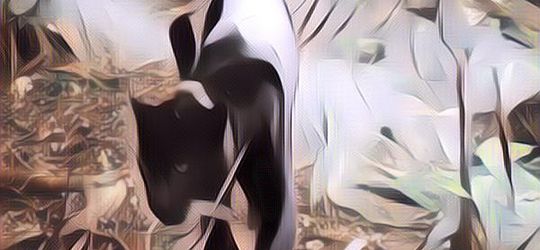 3 Ekor Macan Tutul Terdeteksi Balai TNGC Gunung Ciremai Berkat Pendekatan Introduksi