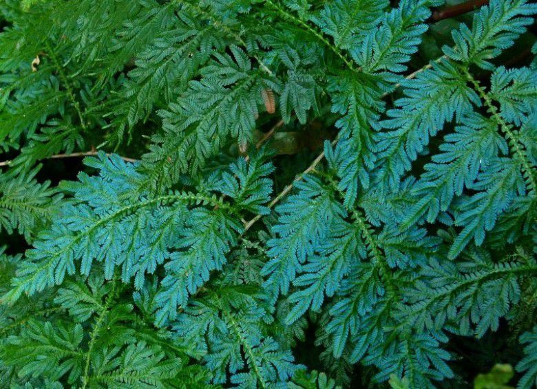 8. Rane (Selaginella)