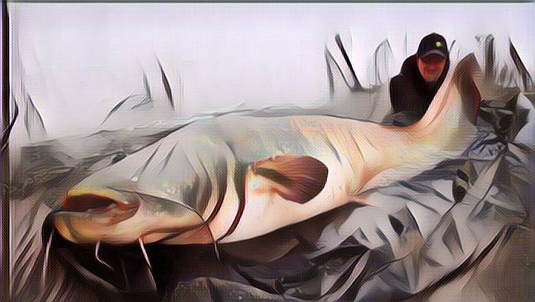 Pemancing Ini Temukan Lele Terbesar di Dunia, Panjangnya 2,85 Meter