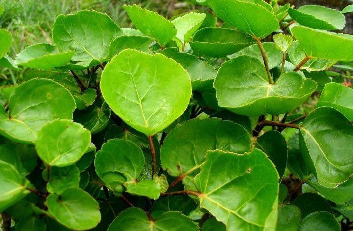 4. Buat shampoo dari daun mangkokan