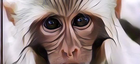 Selamat Hari Kera: Simak 10 Fakta Menarik tentang Kera, Otaknya Sering Dimakan?