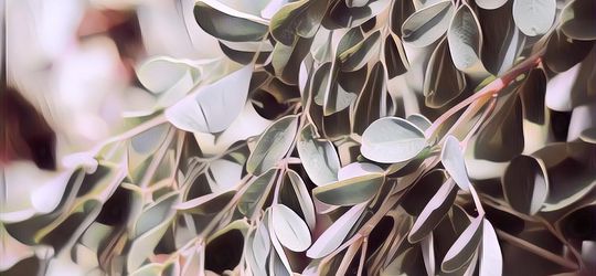 Percaya Nggak Percaya, Ternyata Ini Tujuan Orang Magetan Memandikan Jenazah dengan Daun Kelor