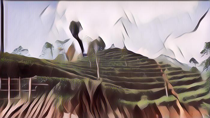 1. Kebun Teh Nglinggo