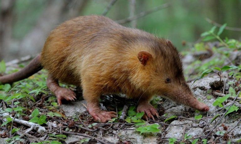 13. Solenodon