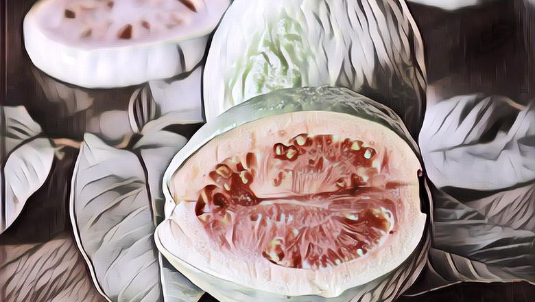 Ramuan Alami Daun Jambu Biji untuk Kulit Berniyak, Berjerawat dan Iritasi