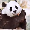 Karna Susah Kawin, Kedua Panda Ini Di Suguhi Vidio Porno