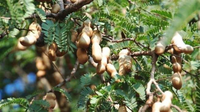 # Kandungan Asam Jawa Bisa Memperlambat Produksi Lemak