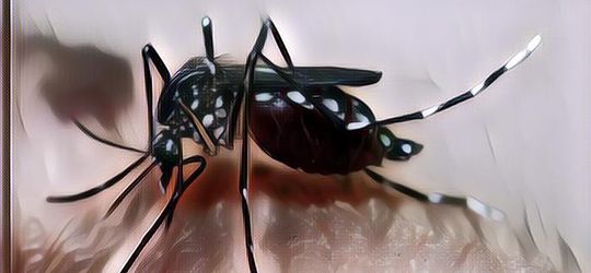 Kota Jogja Kerahkan Nyamuk Wolbachia untuk Lumpuhkan DBD, Bagaimana Caranya?