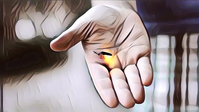 Belum Banyak yang Tahu, Fungsi Cahaya yang Menyala pada Kunang-Kunang Ternyata untuk Ini!