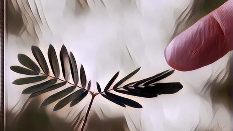 4 Manfaat Daun Saga yang Perlu Diketahui