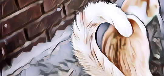 Sebenernya, Perasaan Kucing Bisa Ditebak dari Bentuk Ekornya Kok